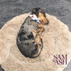 Image post by @samandashlaw on Instagram