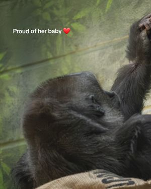 Video post by @dailymailanimals on TikTok