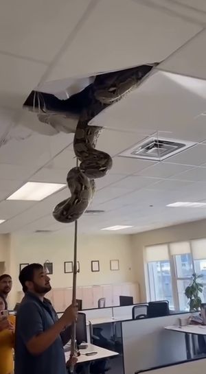 Video post by @ali.aboutine on TikTok