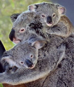 Image post by @sandiegozoo on Instagram