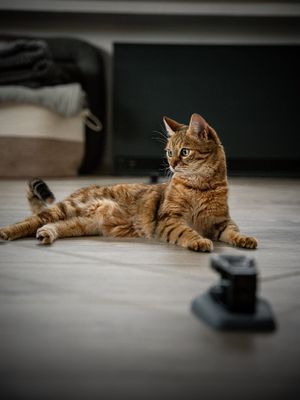 Image post by @swiftpaws_official on Instagram