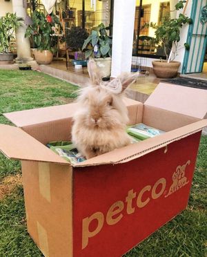 Image post by @petco on Instagram
