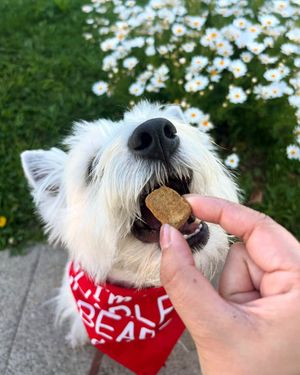 Image post by @charlee_bear_dogtreats on Instagram