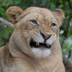 Image post by @sandiegozoo on Instagram