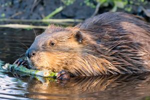 Image post by @AnimalPlanet on Twitter