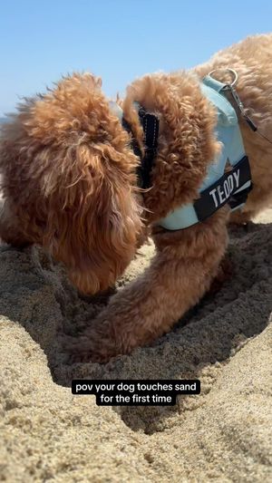 Video post by @tedflixnchill on TikTok