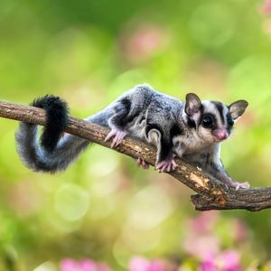 Image post by @animalplanet on Instagram