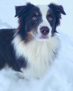 Image post by @evolvepetfood on Instagram