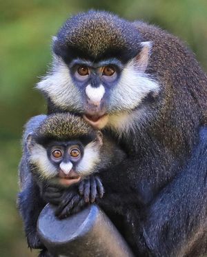 Image post by @sandiegozoo on Instagram