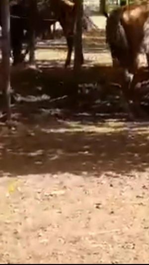 Video post by @joselonazarenopena on Facebook