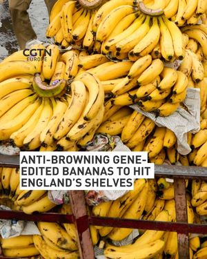 Image post by @cgtneurope on Instagram