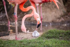 Image post by @tulsazoo on Instagram