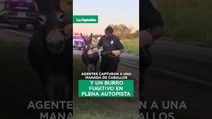Video post by @laopinionla on YouTube