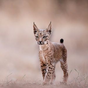 Image post by @animalplanet on Instagram