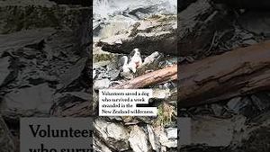 Video post by @nytimes on YouTube