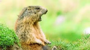 Video post by @bbcearth on YouTube