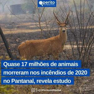 Image post by @operitoambiental on Instagram