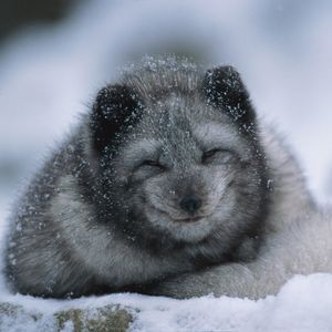 Image post by @animalplanet on Instagram