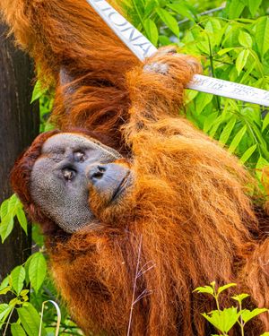Image post by @thetorontozoo on Instagram