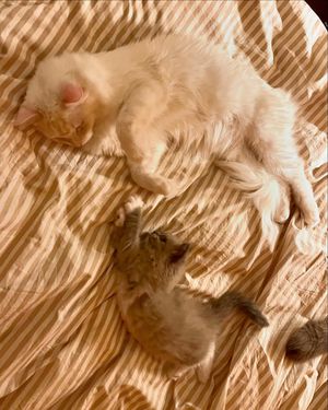 Image post by @brunrik.and.pyrene.ragdolls on Instagram