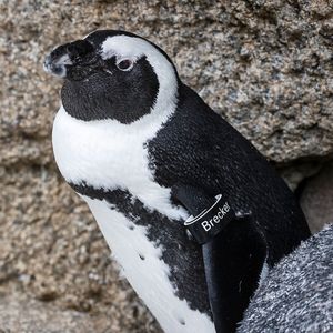 Image post by @sandiegozoo on Instagram