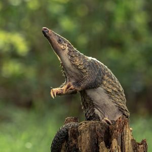 Image post by @animalplanet on Instagram