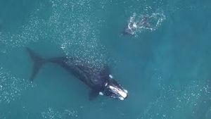 Video post by @bbcearth on YouTube