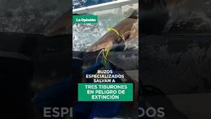 Video post by @laopinionla on YouTube