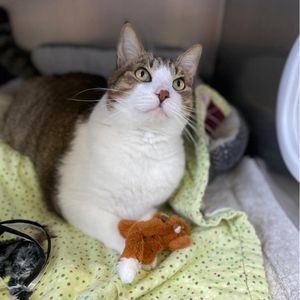 Image post by @suncoasthumane on Instagram