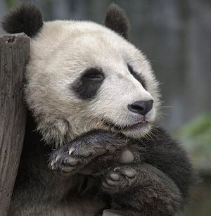 Image post by @sandiegozoo on Instagram