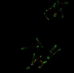 Image post by @biohub on Instagram