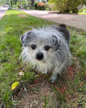 Image post by @weratedogs on Instagram