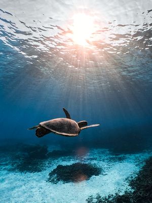 Image post by @gopro on Instagram
