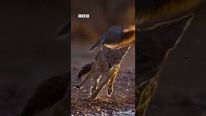 Video post by @bbcearth on YouTube