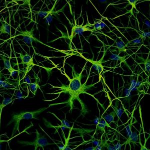 Image post by @biohub on Instagram