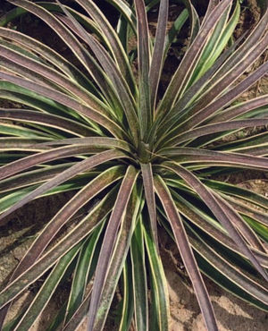 Image post by @ahs_gardening on Instagram