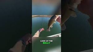 Video post by @lakeforkguy on YouTube