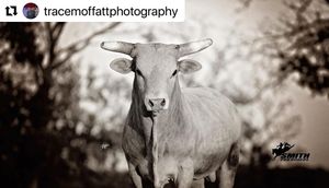 Image post by @smithprorodeos on Instagram