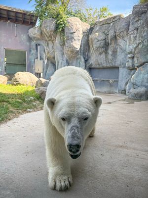 Image post by @thetorontozoo on Instagram
