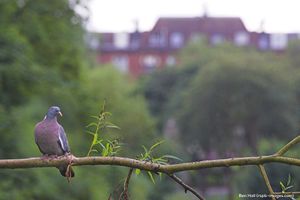 Image post by @rspb on Instagram