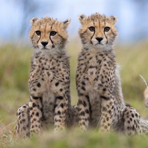 Image post by @bbcearth on Instagram