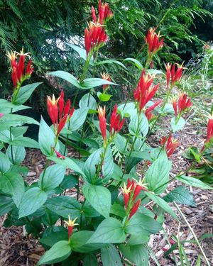 Image post by @ahs_gardening on Instagram