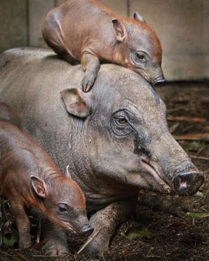 Image post by @sandiegozoo on Instagram