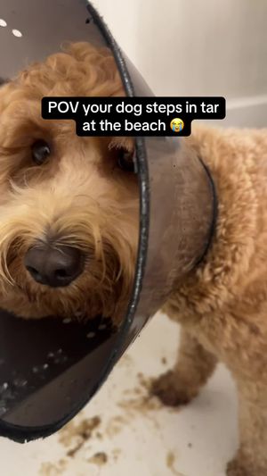 Video post by @tedflixnchill on TikTok