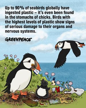Image post by @greenpeace on Instagram