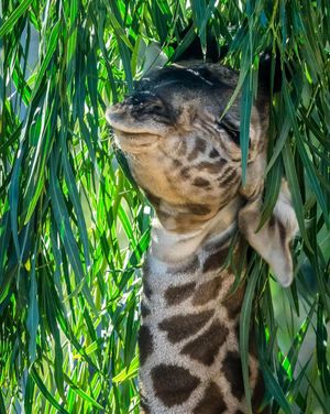 Image post by @sandiegozoo on Instagram