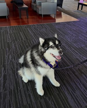 Image post by @dubs_uw on Instagram