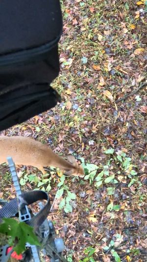 Video post by @thehuntingchallenge on Instagram