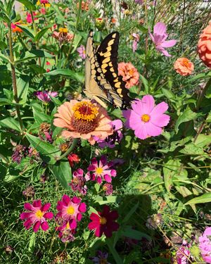Image post by @carmeninthegarden on Instagram