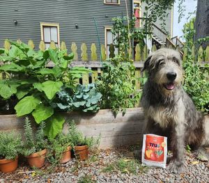 Image post by @thesavannahwolfhound on Instagram